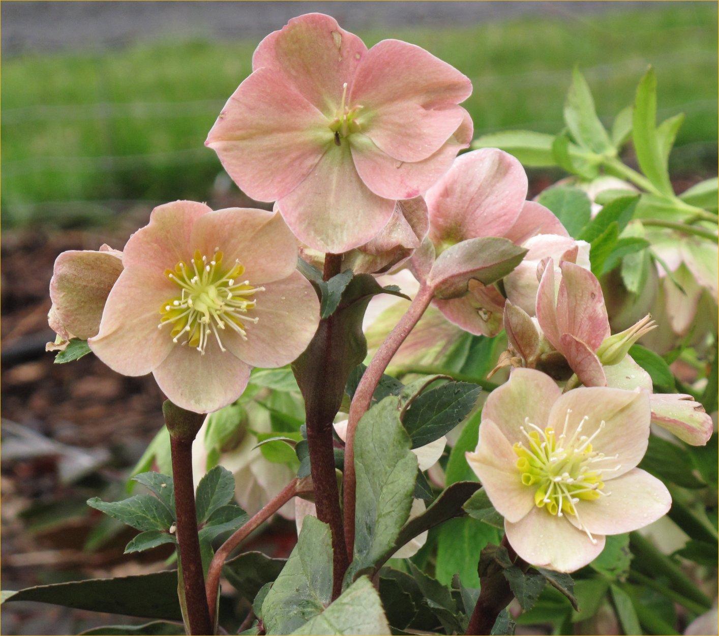 Bloomin' News The Beauty of the Hellebore