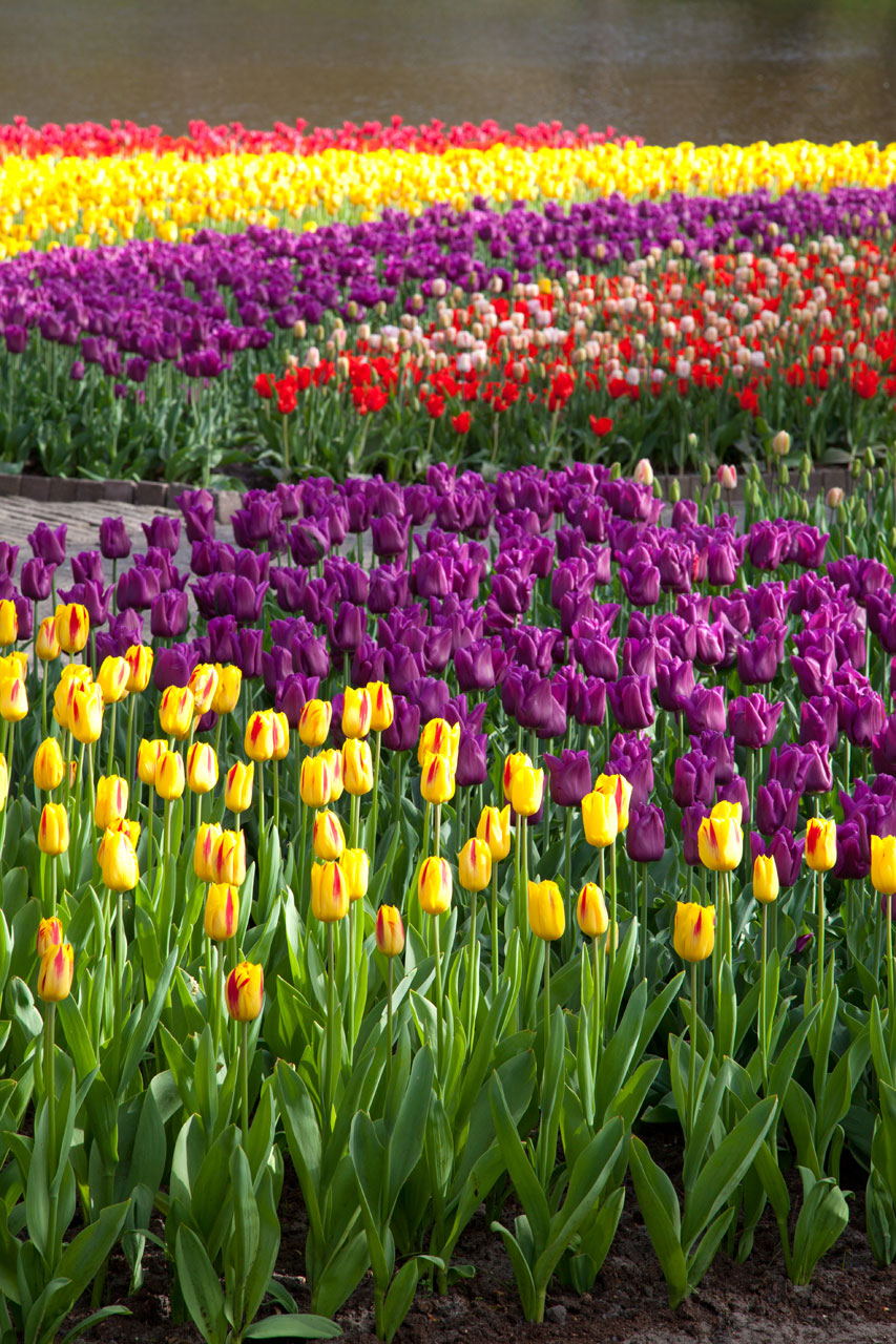 Yolanda eternamente Yolanda: Los tulipanes