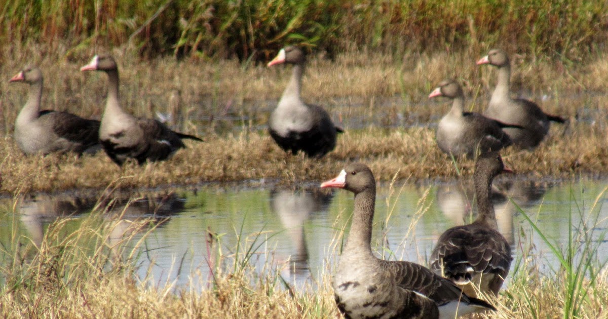California's Great Goose Lineup Greater Whitefronted Geese
