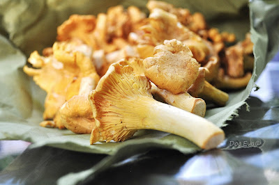 Pfifferlinge (Cantharellus cibarius)