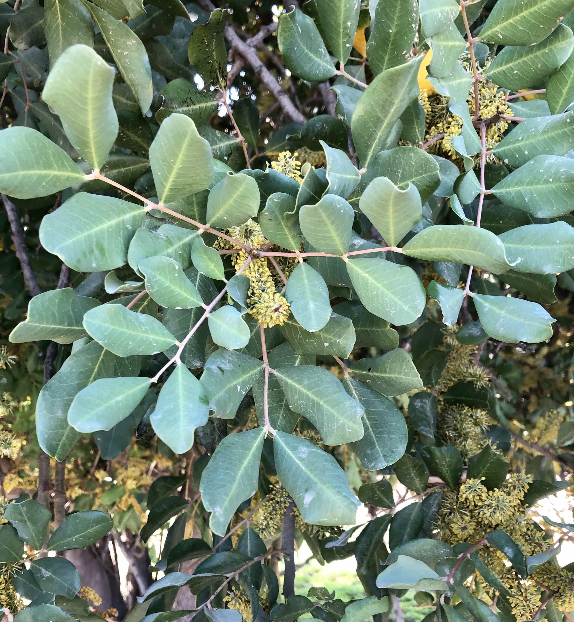 Flower Fun in Israel Blossoming in November Carob Tree, Locust Tree