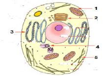 Perbedaan Sel Hewan dan Tumbuhan