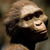 Australopithecus se adaptaram para comer capim e garantiram a evolução da espécie