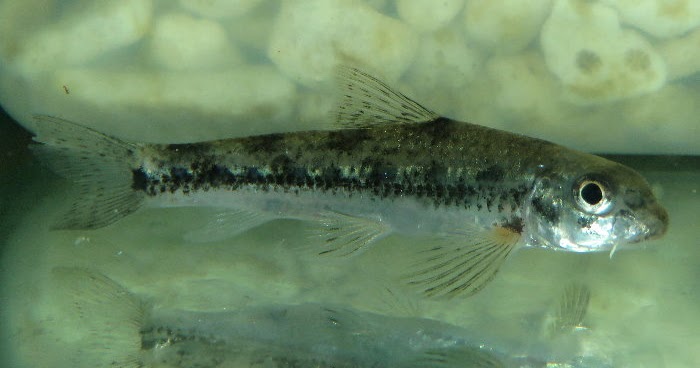 金魚&水族快訊Goldfish & Aquarium Messages 中間鰍鮀(Gobiobotia intermedia