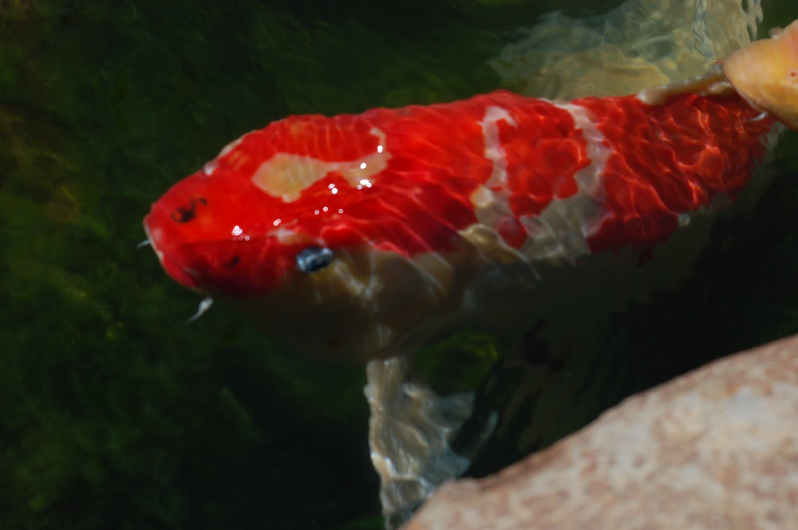 outdoor-garden-koi-pond1.jpg