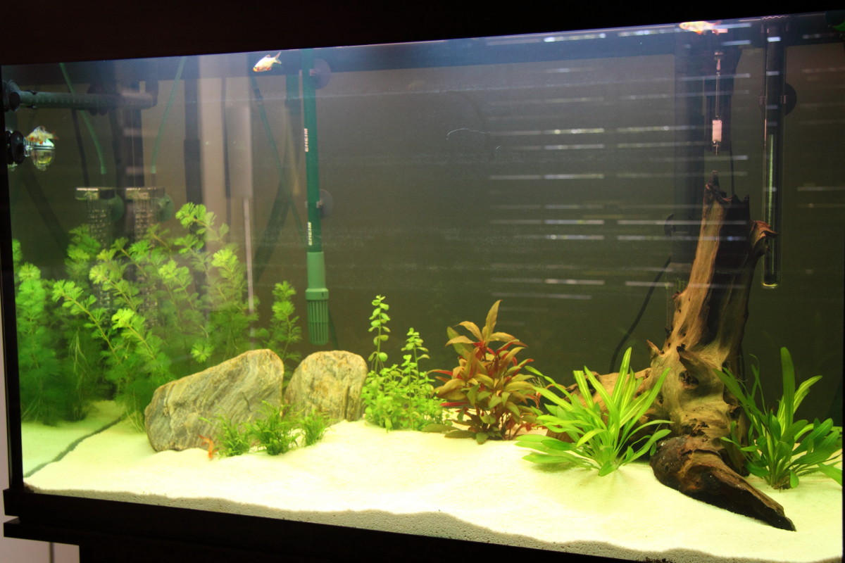 scv aquascaping ideas scv photography ideas