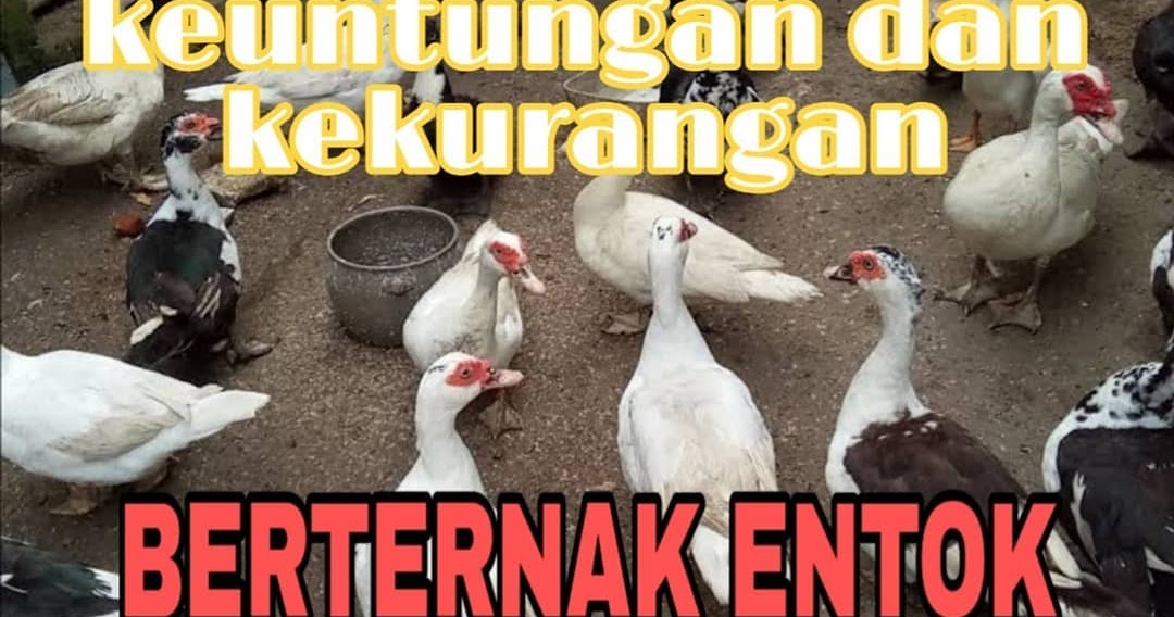 CV.SAHABAT TERNAK KEDIRI seputar harga bebek/itik siap CV.SAHABAT TERNAK KEDIRI seputar harga bebek/itik siap