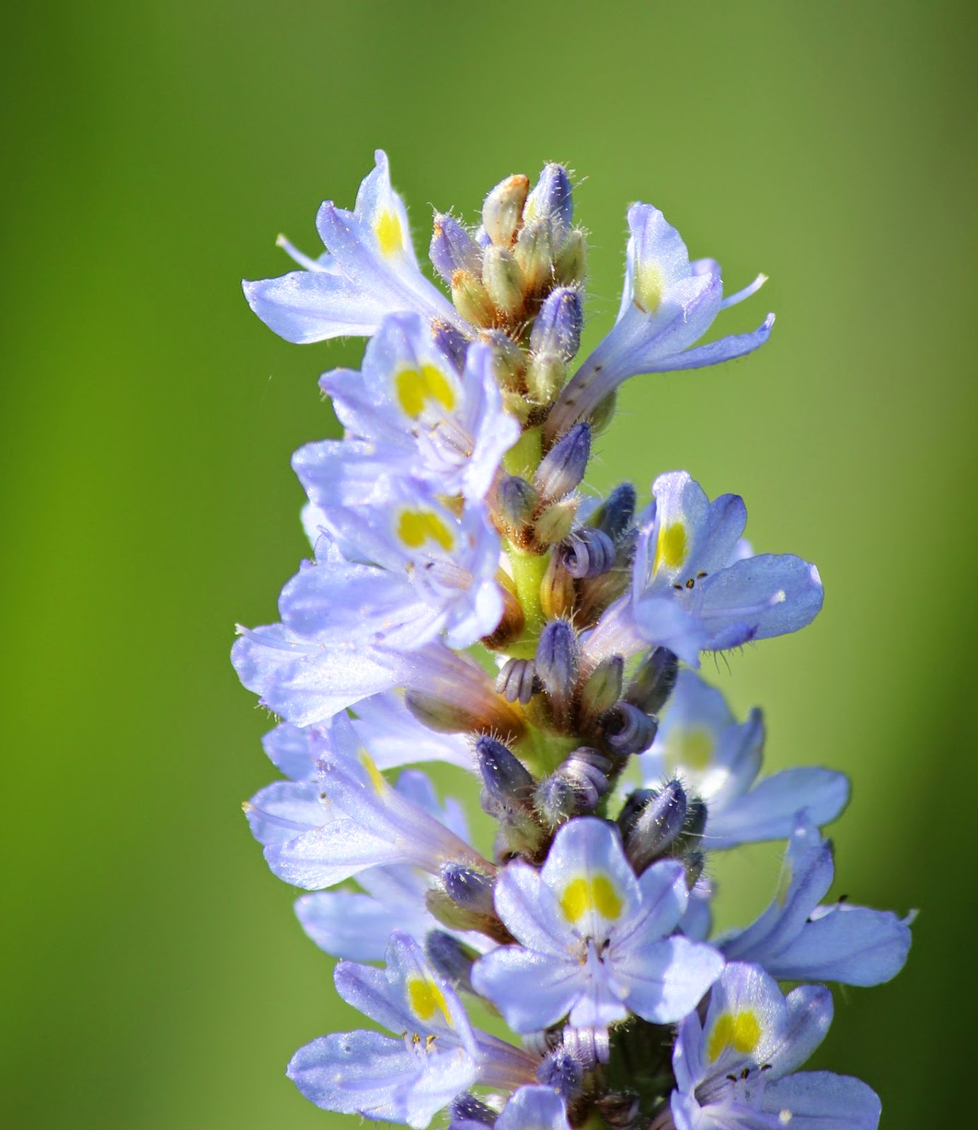 Uma flor por dia Pontederia