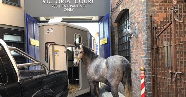Coronation Street Blog: Samuel L Jackson (the rescue horse) joins Corrie