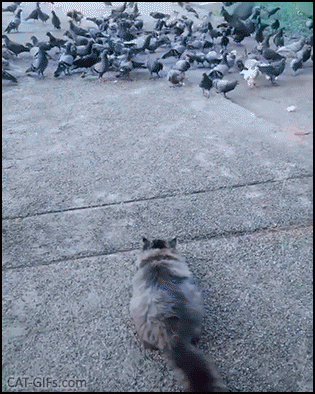 Funy Cat GIF • Epic FAIL! Clumsy Ninja cat tries to catch pigeons, well almost, at least he tried, haha Funy Cat GIF • Epic FAIL! Clumsy Ninja cat tries to catch pigeons, well almost, at least he tried, haha