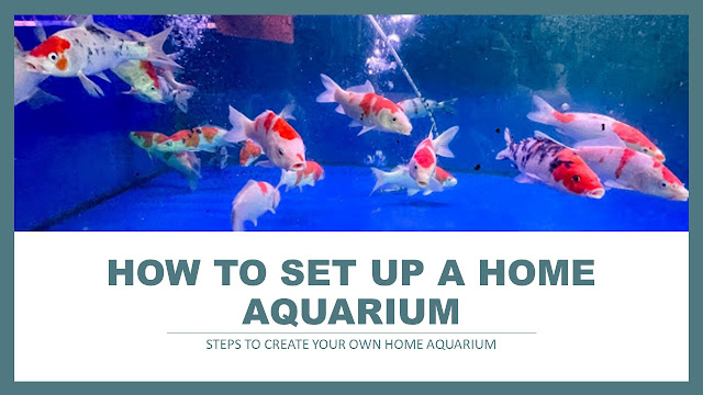 How to set up a Home Aquarium?