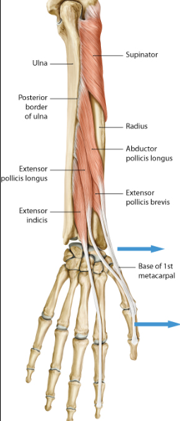 Musculus abductor pollicis Longus
