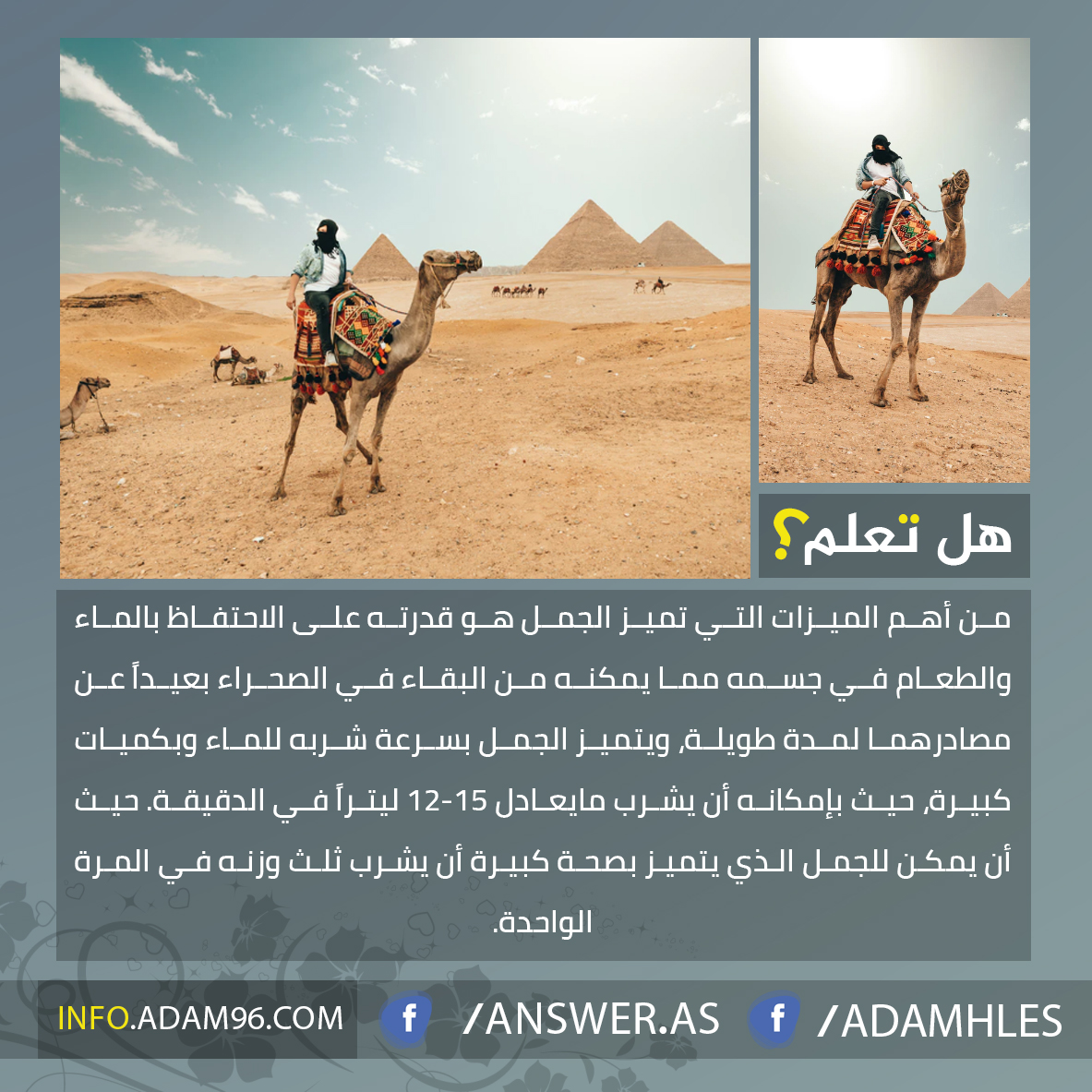 هل تعلم عن الجمل معلومات مدهشة عن الجمل ثقف نفسك