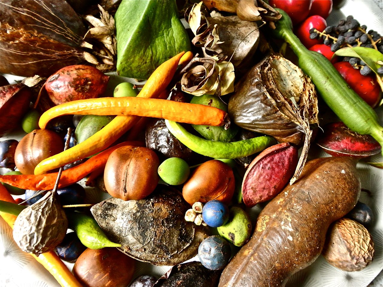 homage to the seed weblog . . . Rainforest fruits, seed pods and