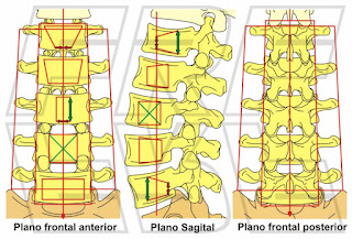 Morfología de la vértebras lumbares.