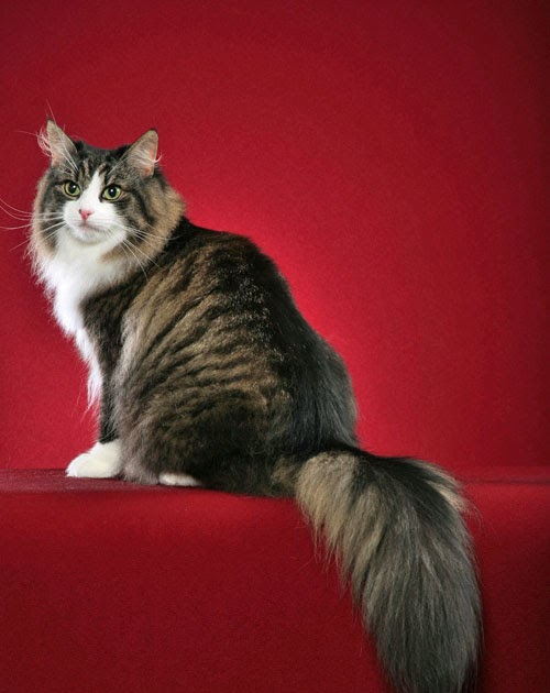 Cat Chit Chat How do cats keep warm in winter and cool in summer?