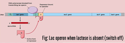 Operon model, lac operon and tryptophan operon