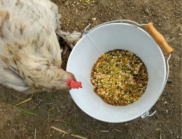 chicken eating pail of grains