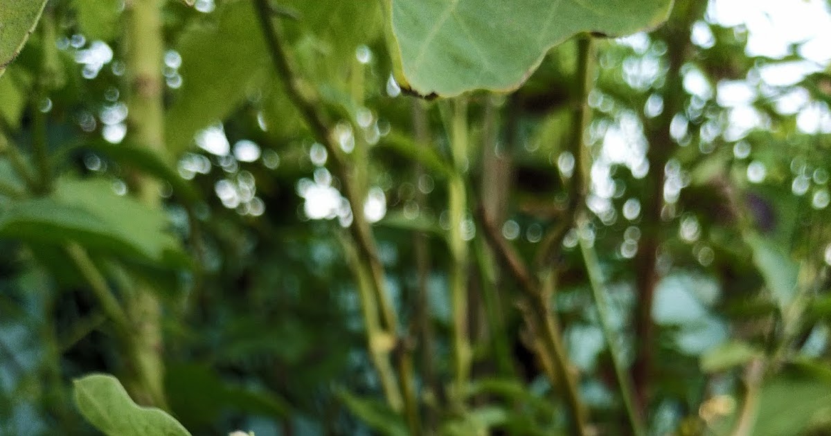 Eggs On The Plant