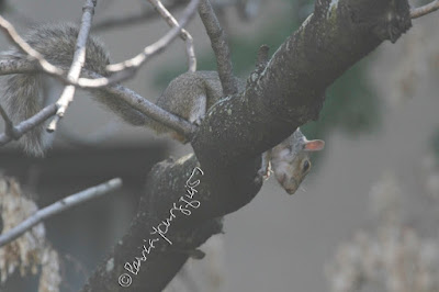 his photographic features a squirrel balancing himself on a branch of an Ailanthus tree. He is staring intently at something beneath him. One of his ears is visible and it is standing straight above his forehead. A portion of his tail is dangling over another branch.