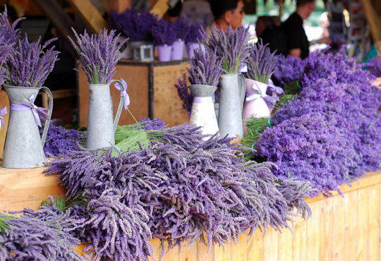 Mayfield Lavender Farm plants