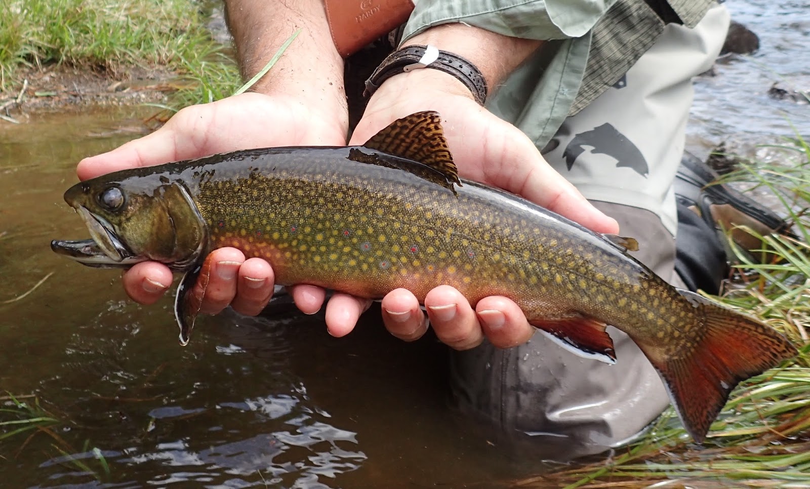 First Cast Fly Fishing Fly Fishing Rangeley Maine The Guided DIY