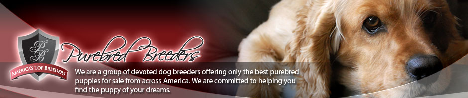 Purebred Breeders LLC - Purebred Breeders Reviews - Complaints Help