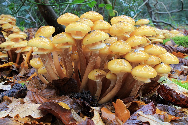 Honey Mushroom The largest living organism in the world