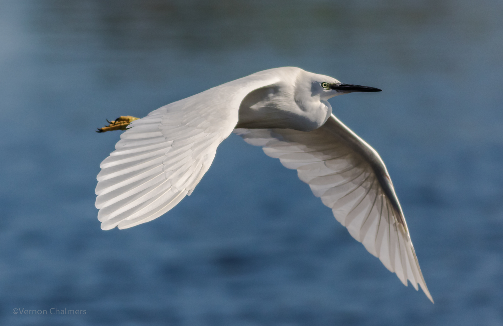 Vernon Chalmers Photography Fast Shutter Speeds for Slow and Faster