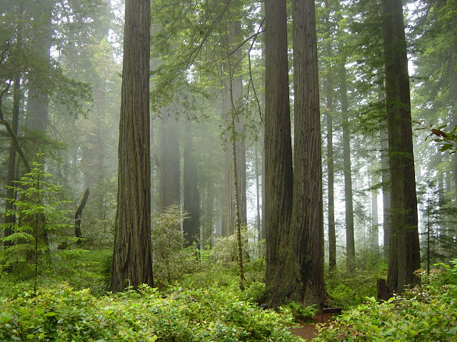 اأكبر موسوععةةة لصور الطبيعةة الخلابهه  Redwood_National_Park%252C_fog_in_the_forest