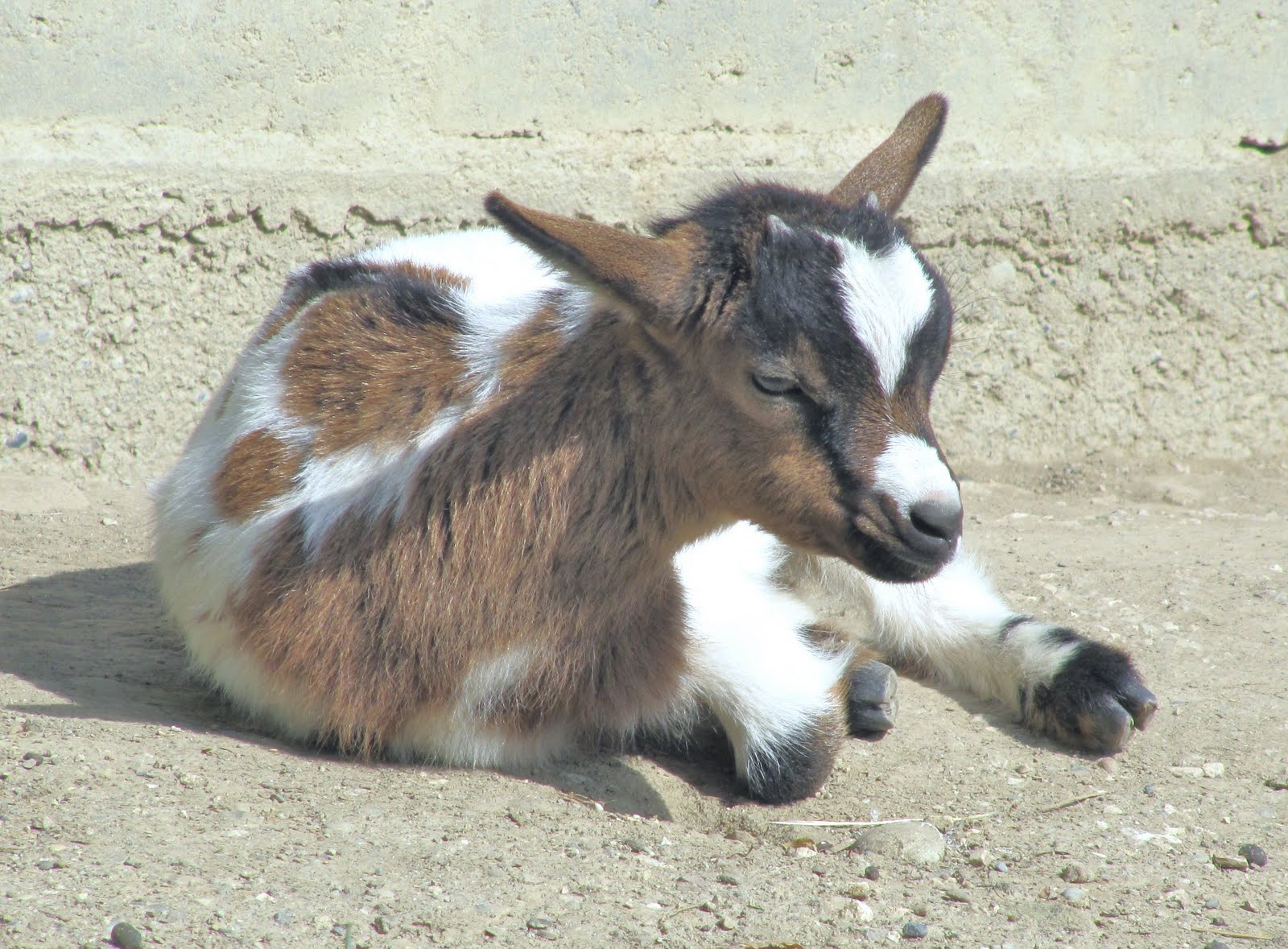 Le Tocard Bébé chèvre naine