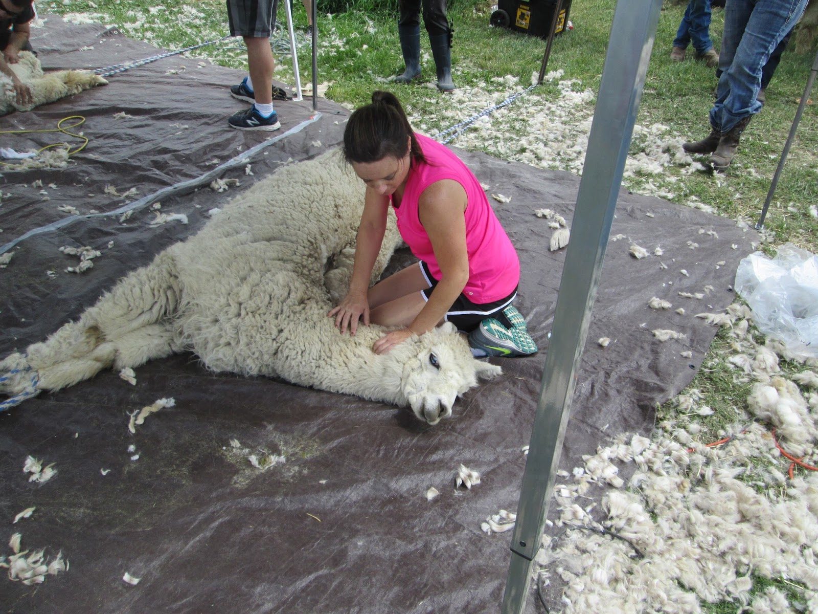 Animal Antics Fun with Rescued Animals Alpaca Hair Cut