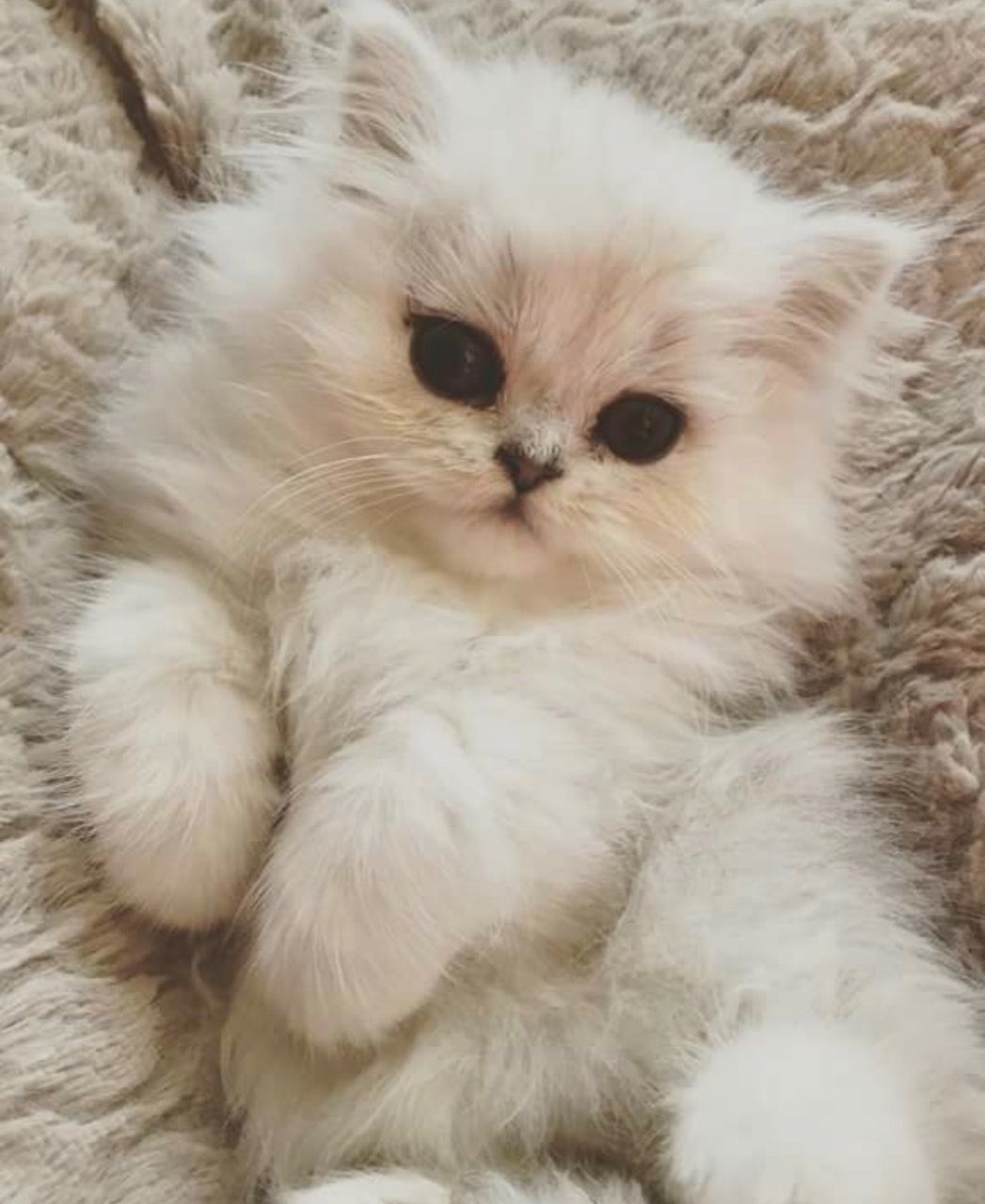 The Kuwait Cats and kittens Adoption and sales email us at