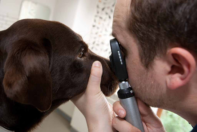 tratar la ceguera en los perros