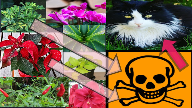 Welche Frühblüher Sind Nicht Giftig Für Katzen Welche Pflanzen sind giftig für Katzen? - Dein online Auge
