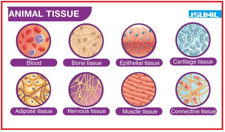 Class 09 Animal tissue Quiz Biology | CBSE ADDA