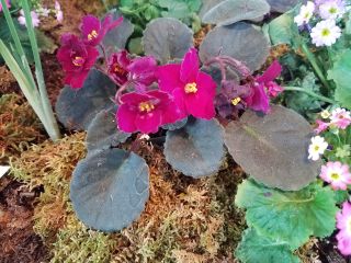 Q&A: African violet is wilted Q&A: African violet is wilted