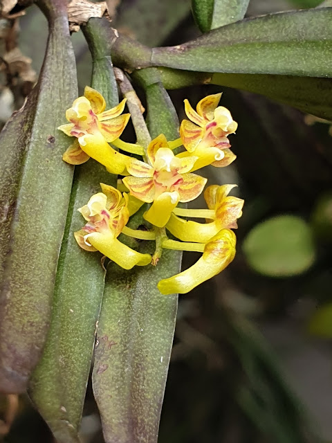 Robiquetia vietnamensis subsp. vietnamensis