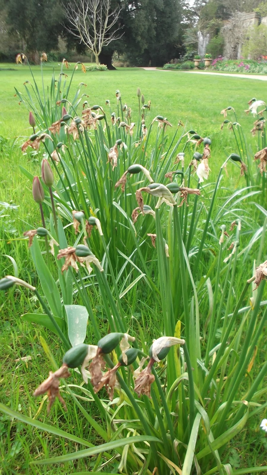 Worcester College Gardeners 20092018 Deadheading Daffodil Flowers