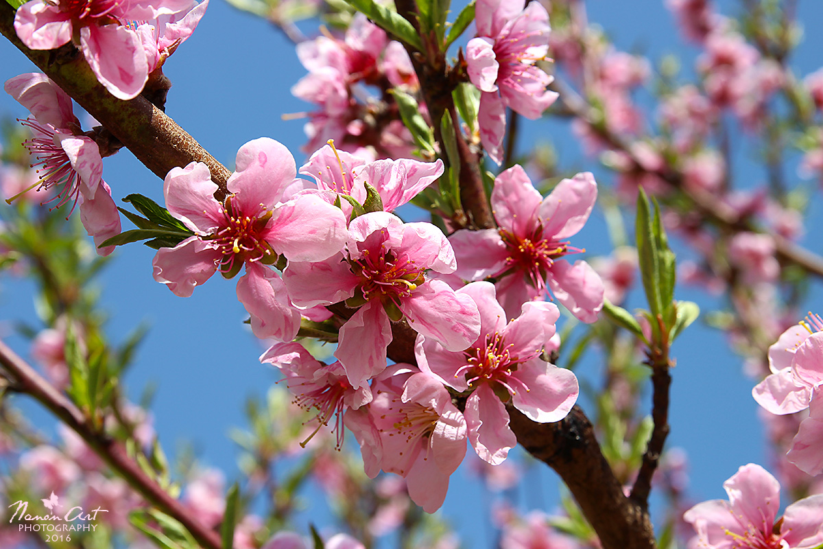 NanonArt Photography: Barackfa virágzás | The peach-tree blooming ...