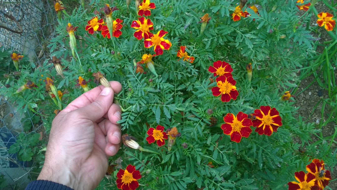 To harvest marigold seeds simply pick mature flowers from healthy plant with lovely blooms, and then dry and store the seeds carefully.  Remember that removing mature flowers always encourages the marigold plant to grow new flowers.