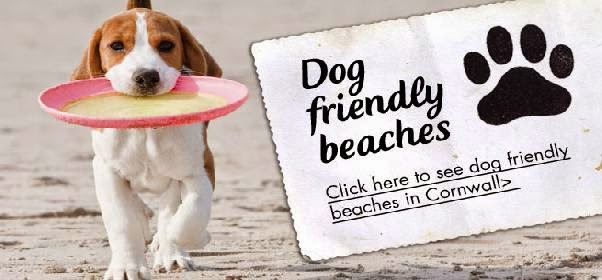 Dog friendly beaches in Cornwall | Beaches in Cornwall
