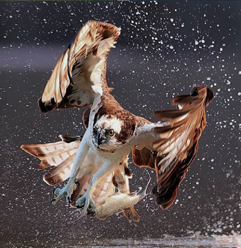 El fotógrafo taiwanés Chen Chengguang, mostró su talento al captar a un águila pescadora con su presa.