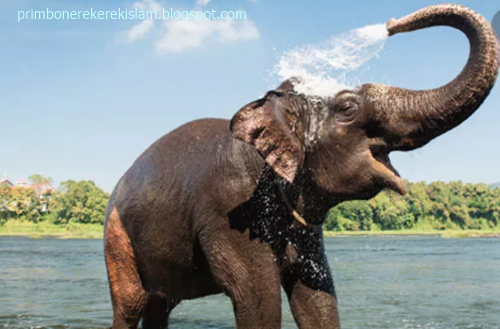 22 Arti Mimpi Gajah Menurut Primbon Jawa Erek Erek 2D 3D 4D dan Islam