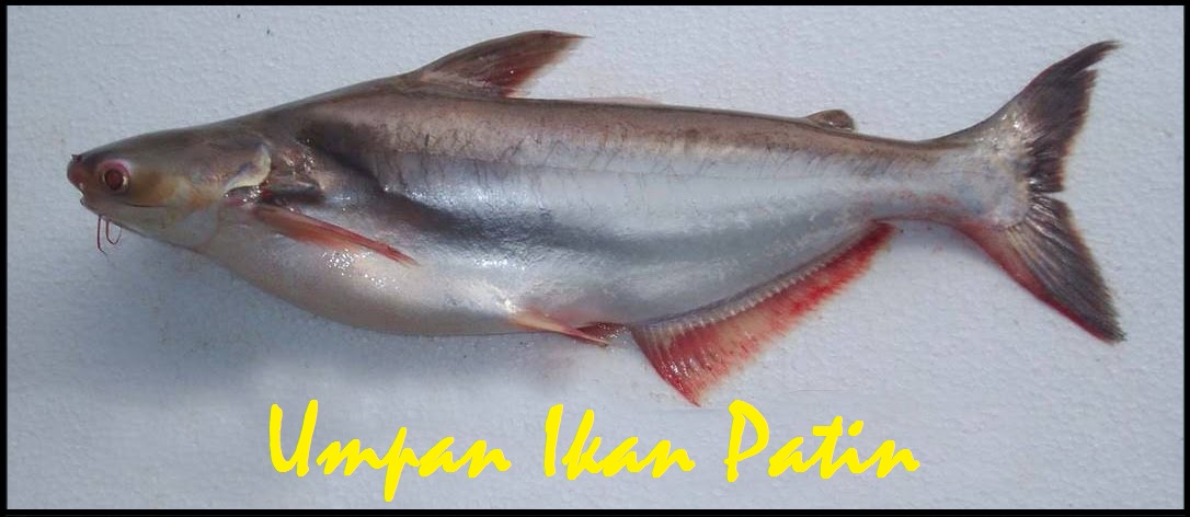 Umpan Ikan Patin Kolam