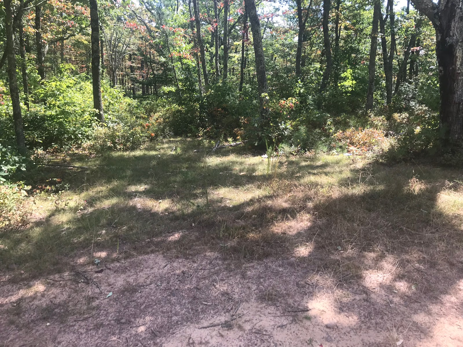 Wandering Virginia South Piney Mountain Trail, Warm Springs District, GWNF