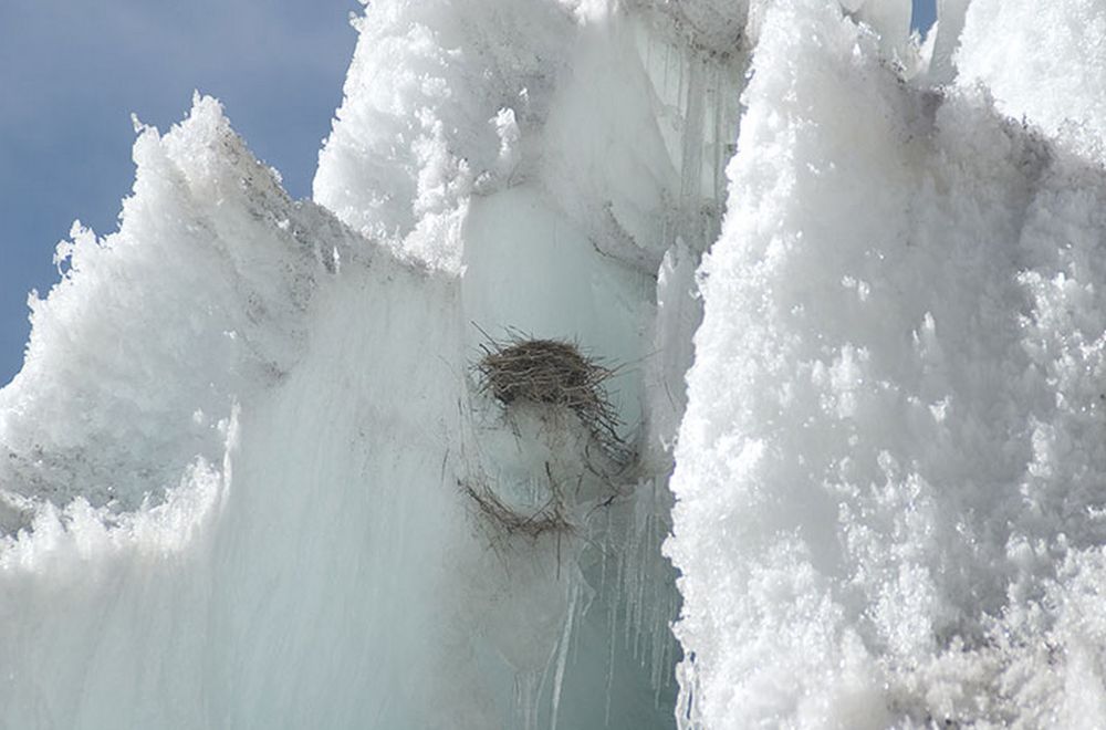 white-winged diuca-finch nest on ice