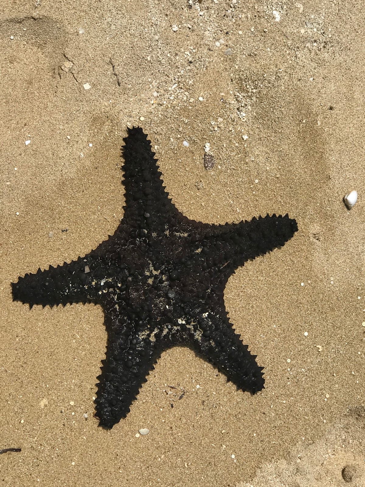 Top Notch Air Jordan 1 High OG ShatteRed Backboard Black Starfish Sail - Air Jordan Sneakers_121618