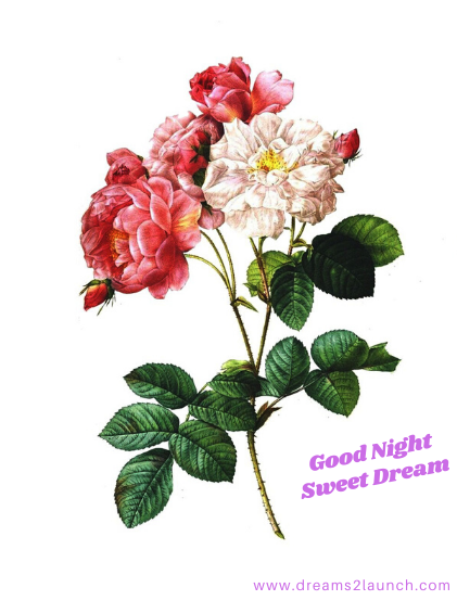 good night rose pic good night rose pic