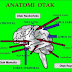 Mengenal Anatomi Otak